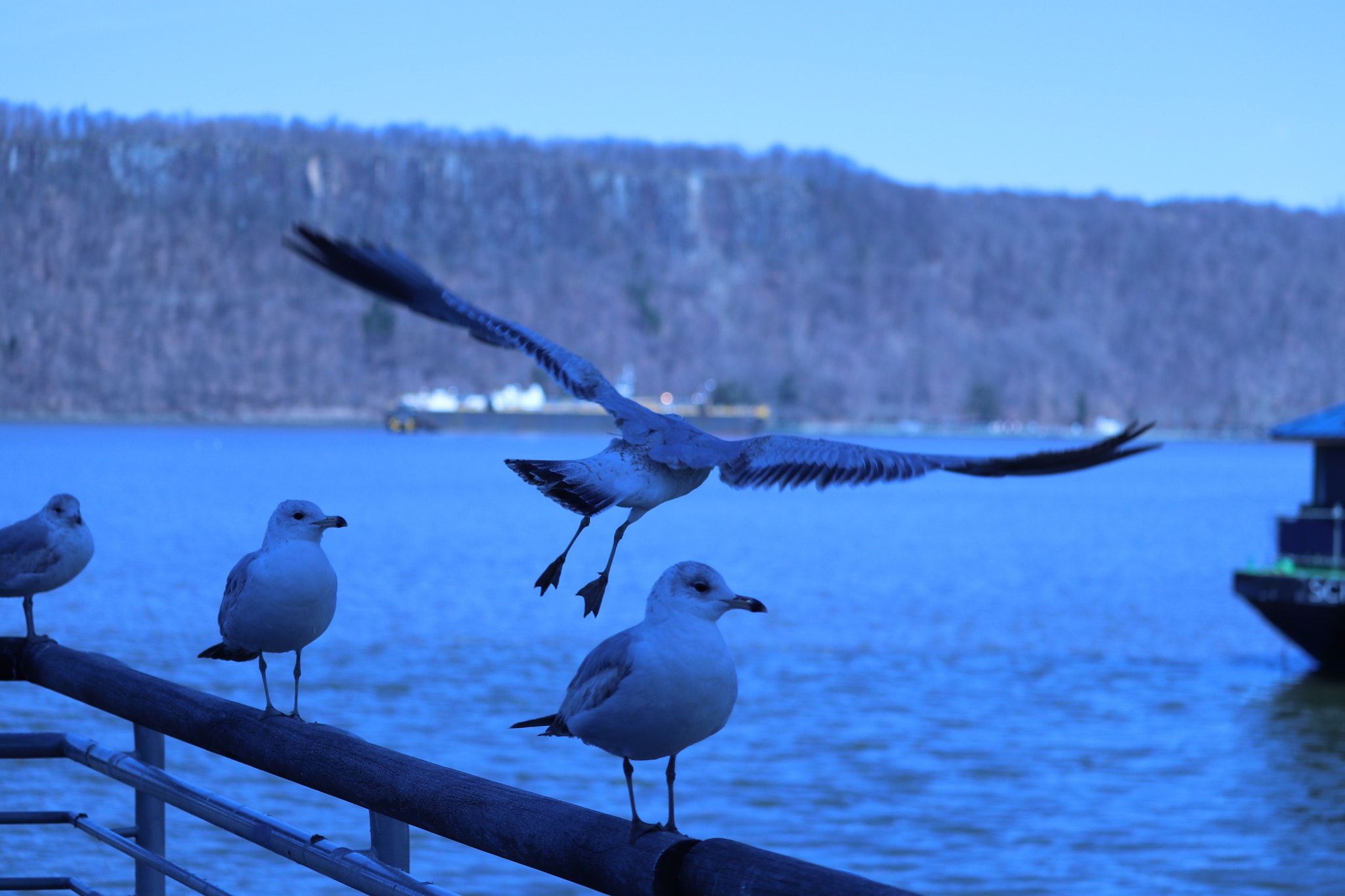 Canon EF-S 55-250mm F4-5.6 IS STM sample photo. Img photography