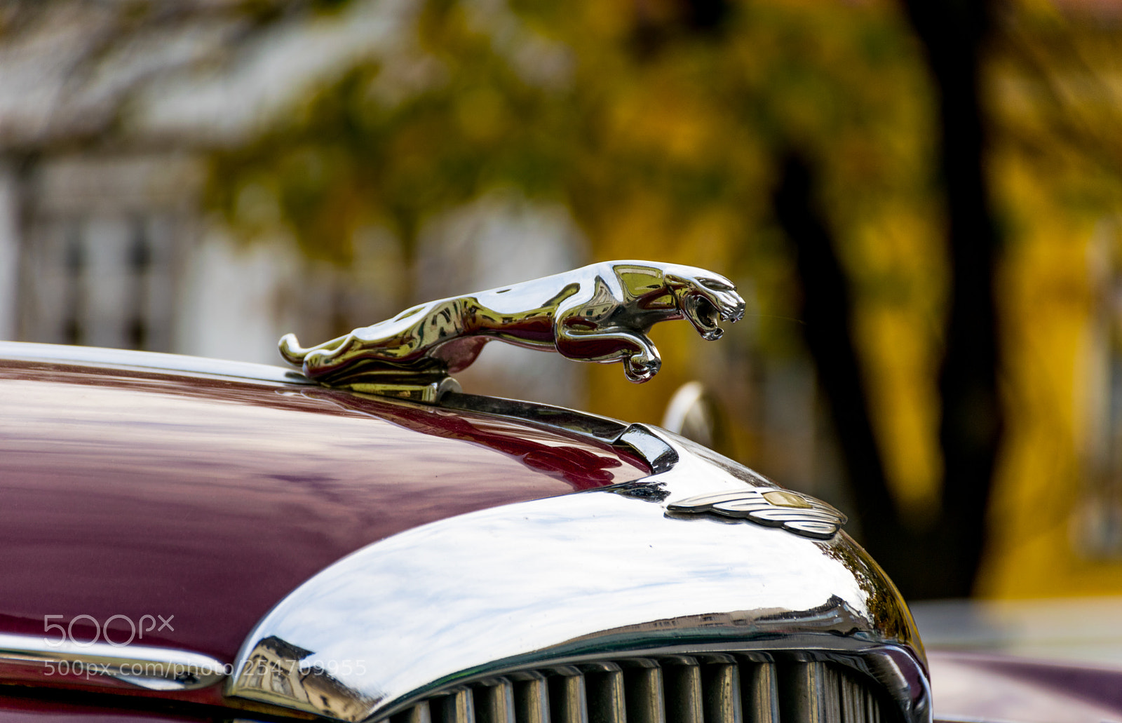 Nikon D5300 sample photo. Jaguar photography