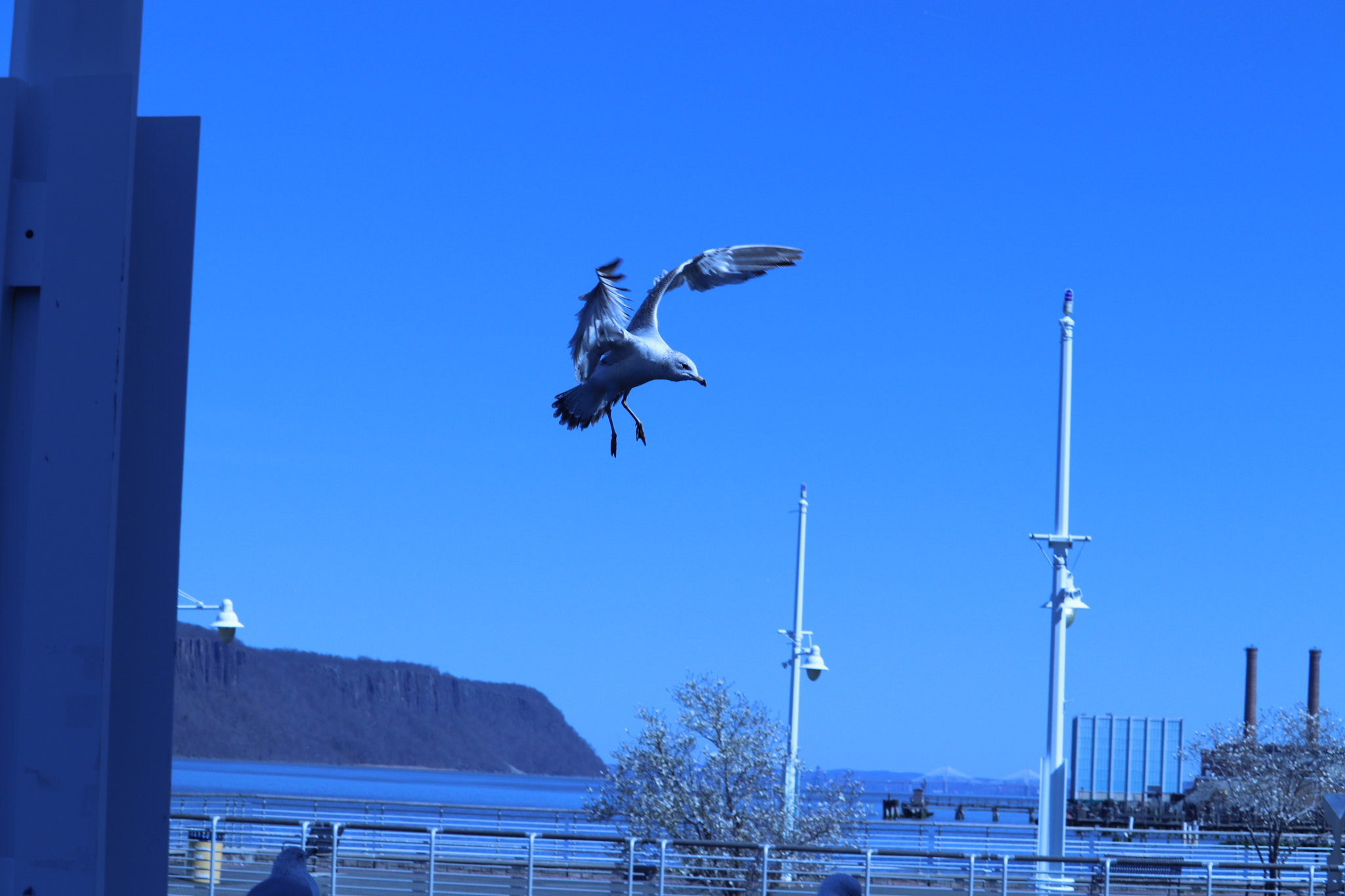 Canon EF-S 55-250mm F4-5.6 IS STM sample photo. Img photography