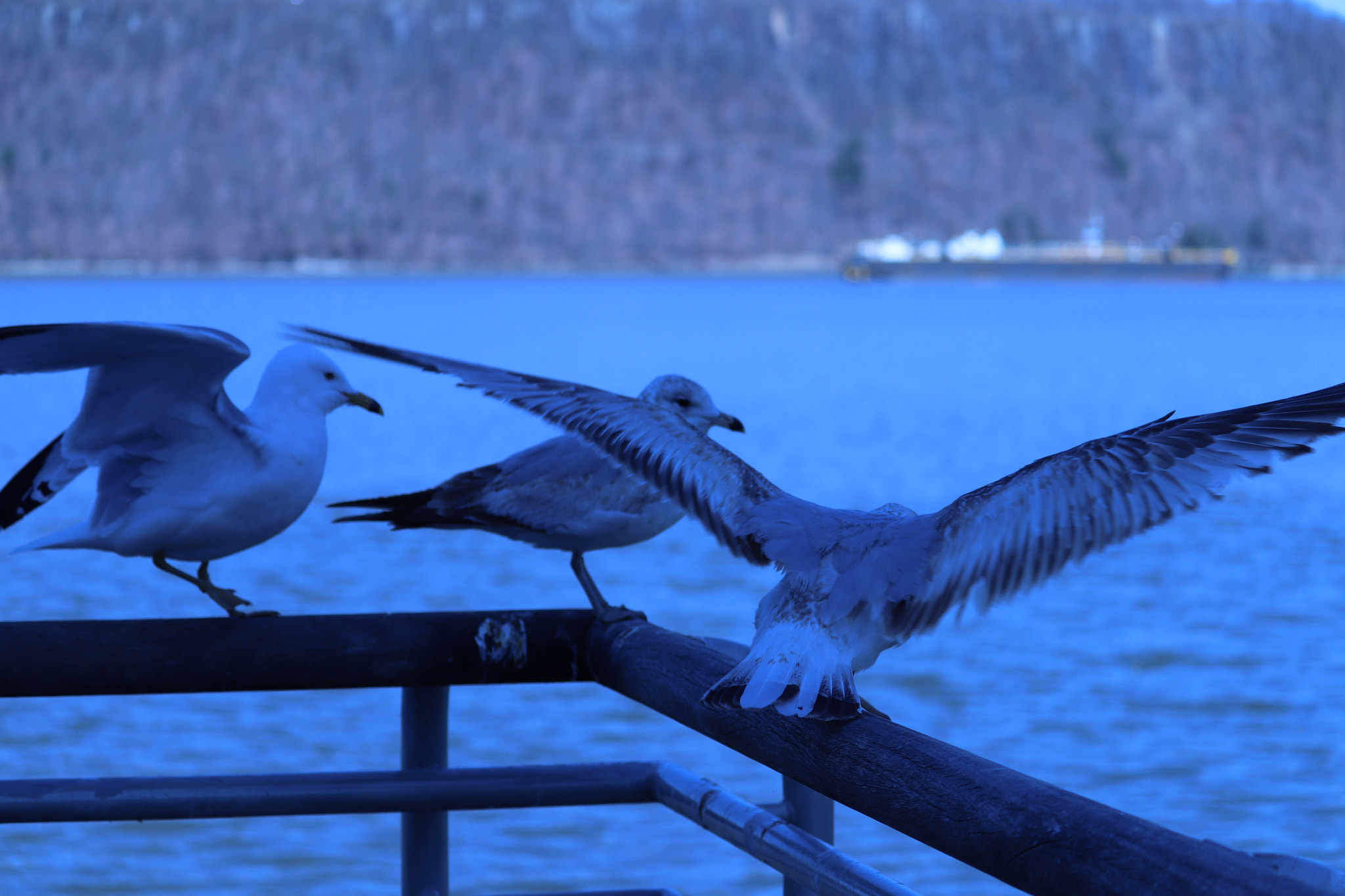Canon EF-S 55-250mm F4-5.6 IS STM sample photo. Img photography