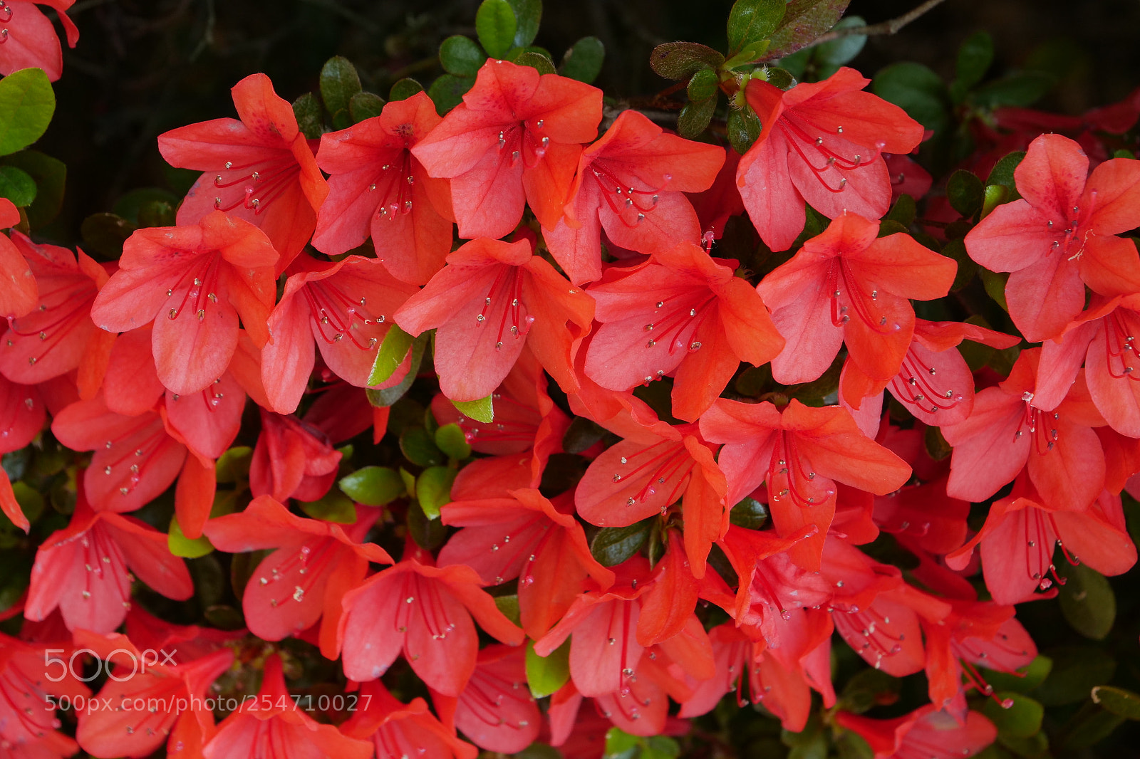 Panasonic Lumix DC-G9 sample photo. Kirishima azalea #02 photography