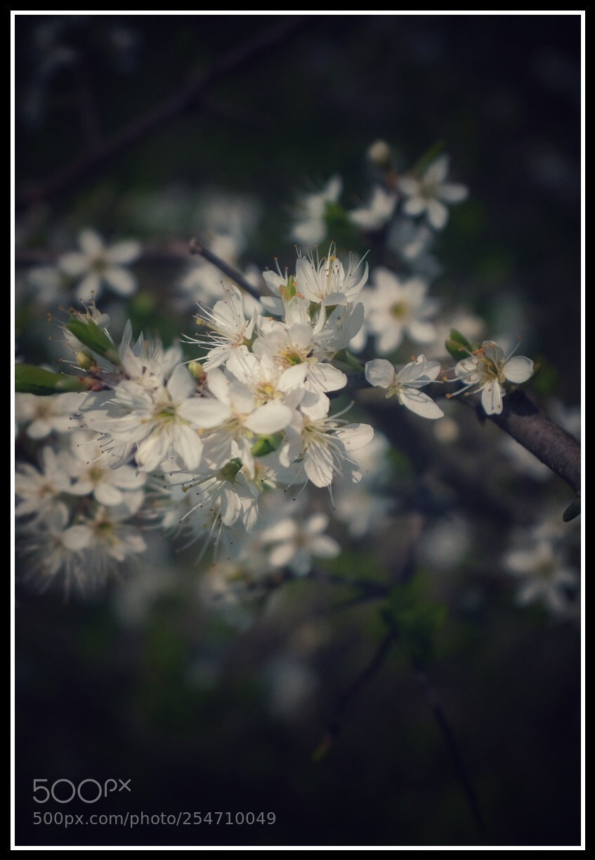 Fujifilm X100F sample photo. Blossom photography