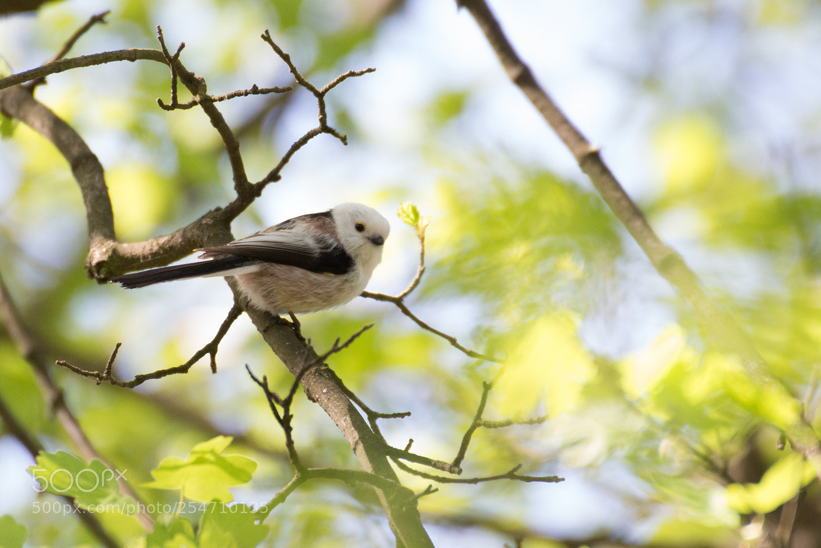 Canon EOS 650D (EOS Rebel T4i / EOS Kiss X6i) sample photo. Long-tailed tit at spring photography