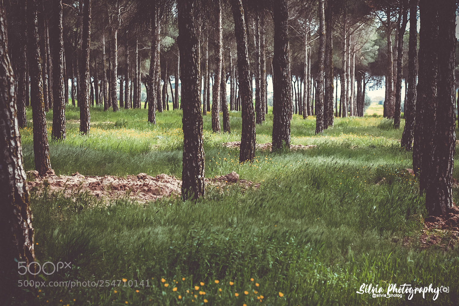 Canon EOS 700D (EOS Rebel T5i / EOS Kiss X7i) sample photo. ? nature photography