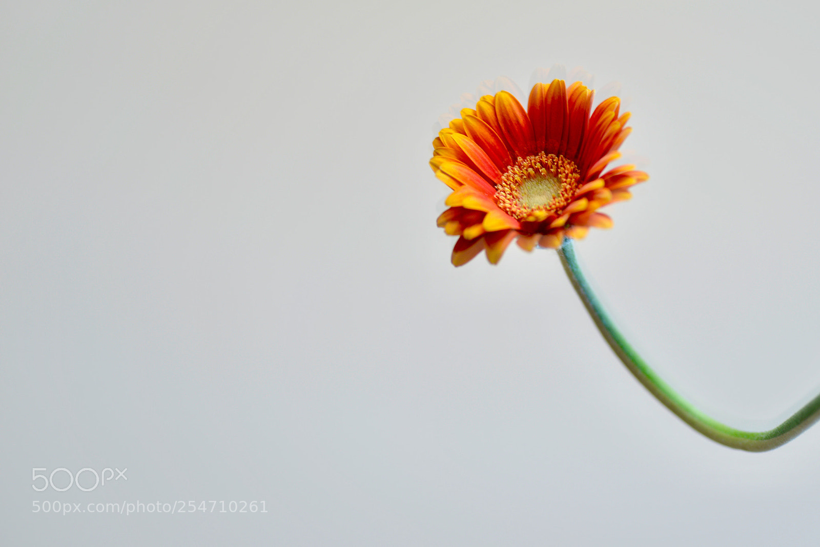 Nikon D610 sample photo. Untitled photography