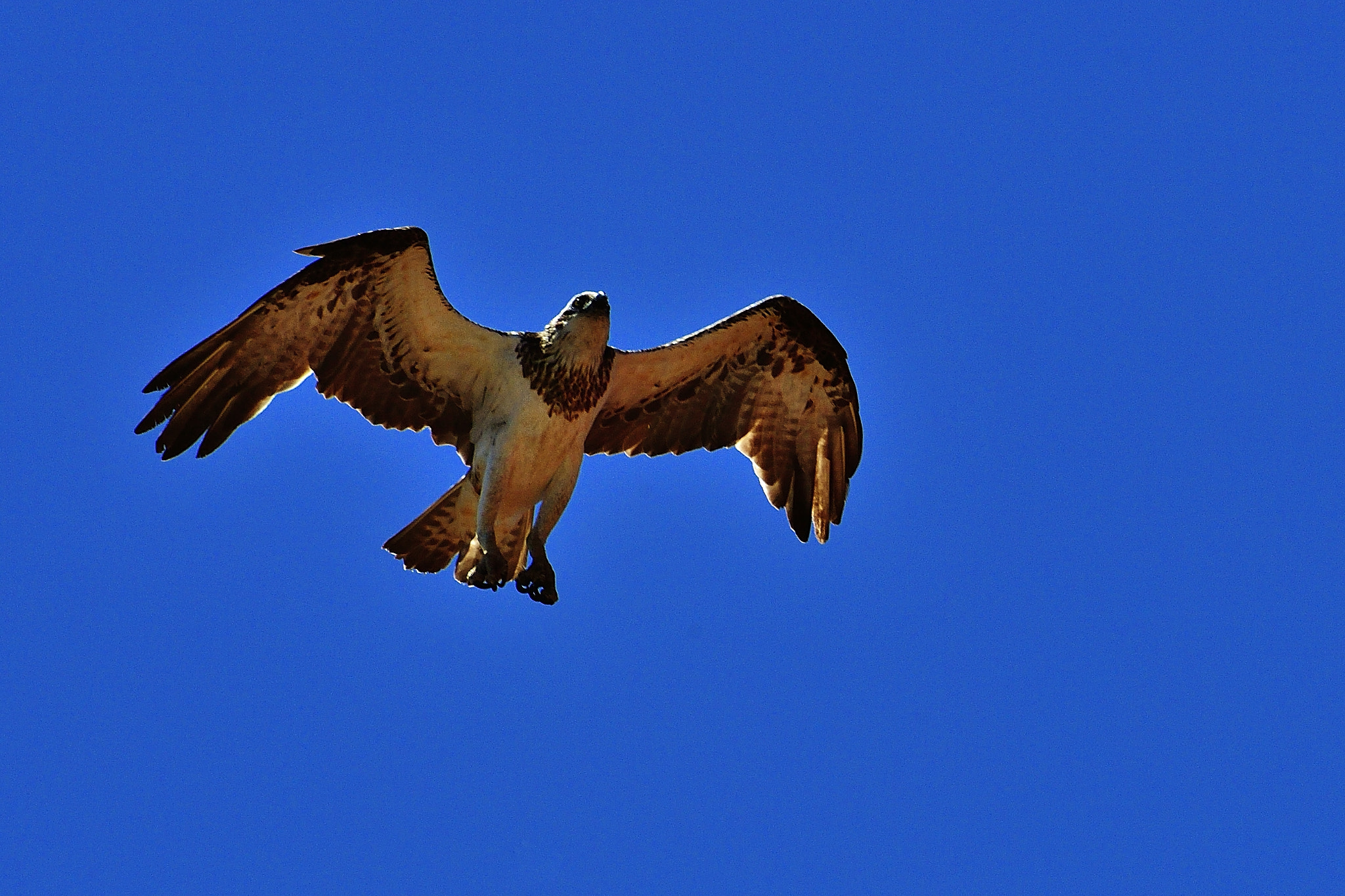 Nikon D5 sample photo. I am flying photography