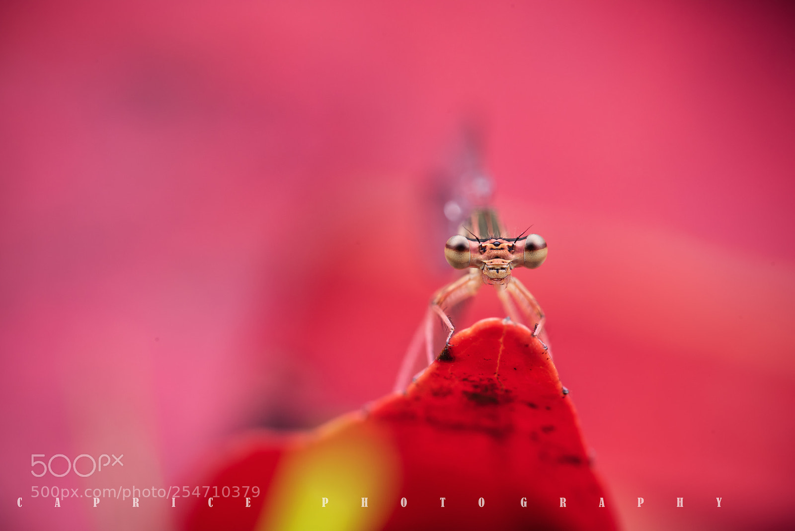 Nikon D810 sample photo. The damselfly photography