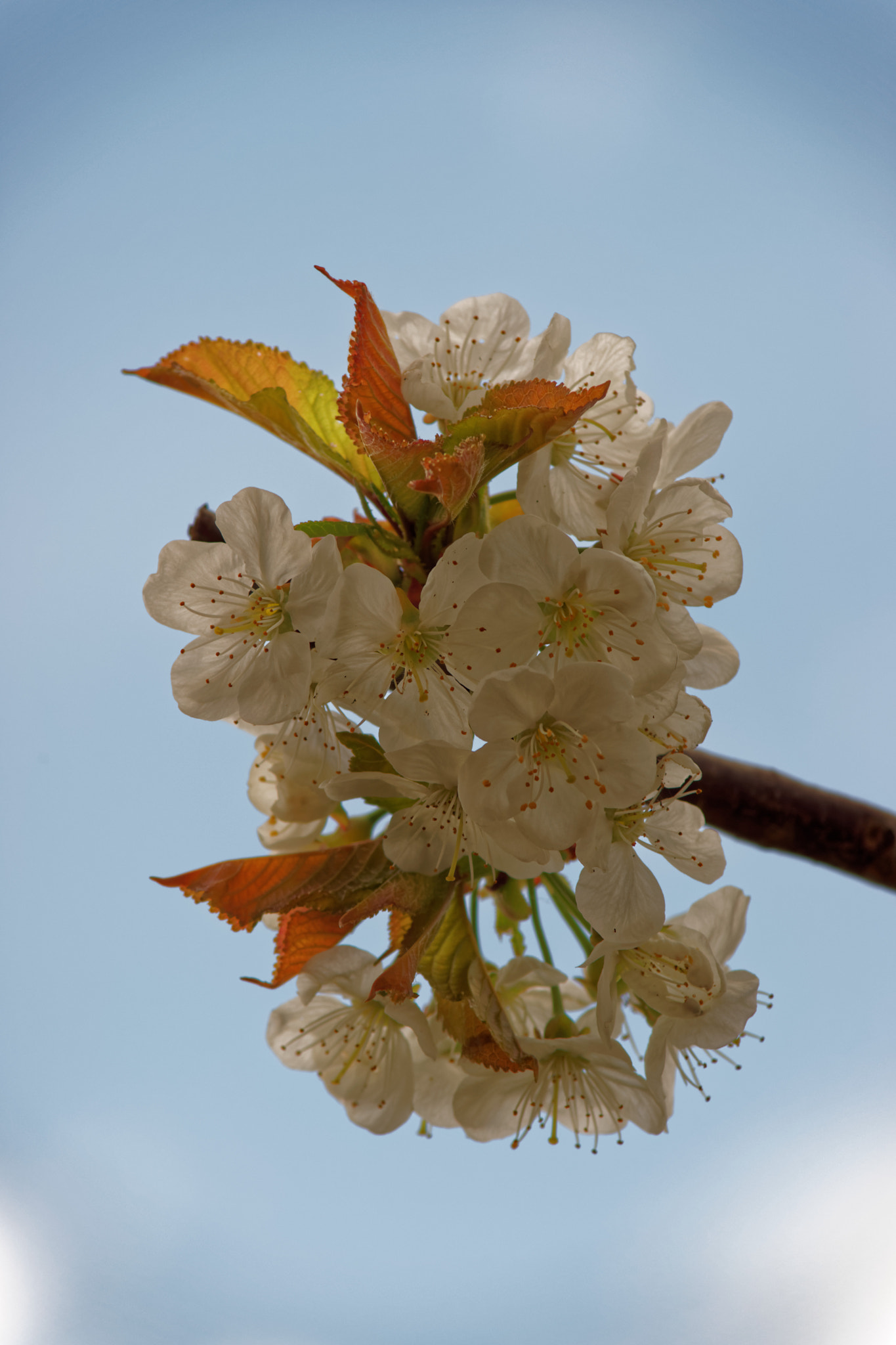 Sony Alpha DSLR-A900 + Minolta AF 70-210mm F4 Macro sample photo. Cherry blossom photography
