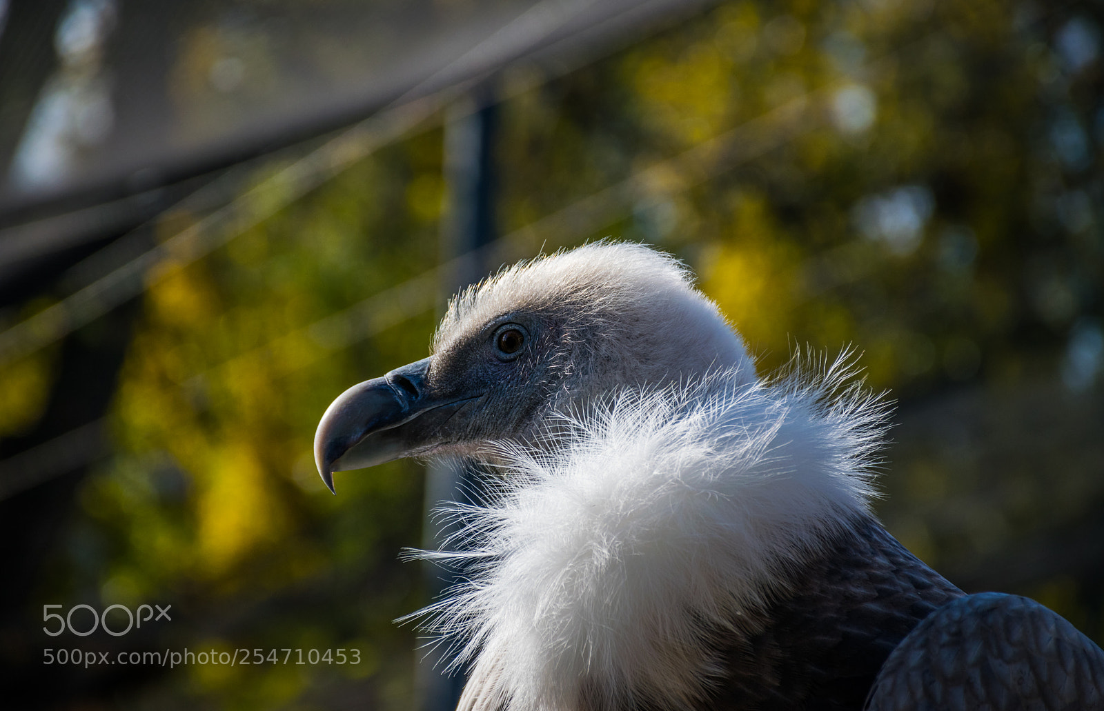 Nikon D5300 sample photo. Griffon vulture (gyps fulvus) photography