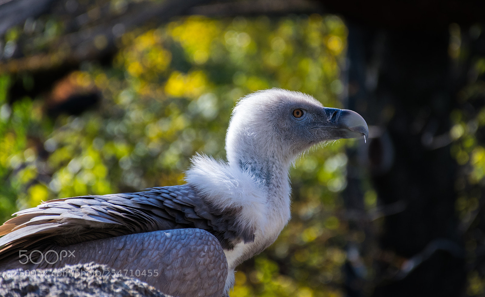 Nikon D5300 sample photo. Griffon vulture (gyps fulvus) photography