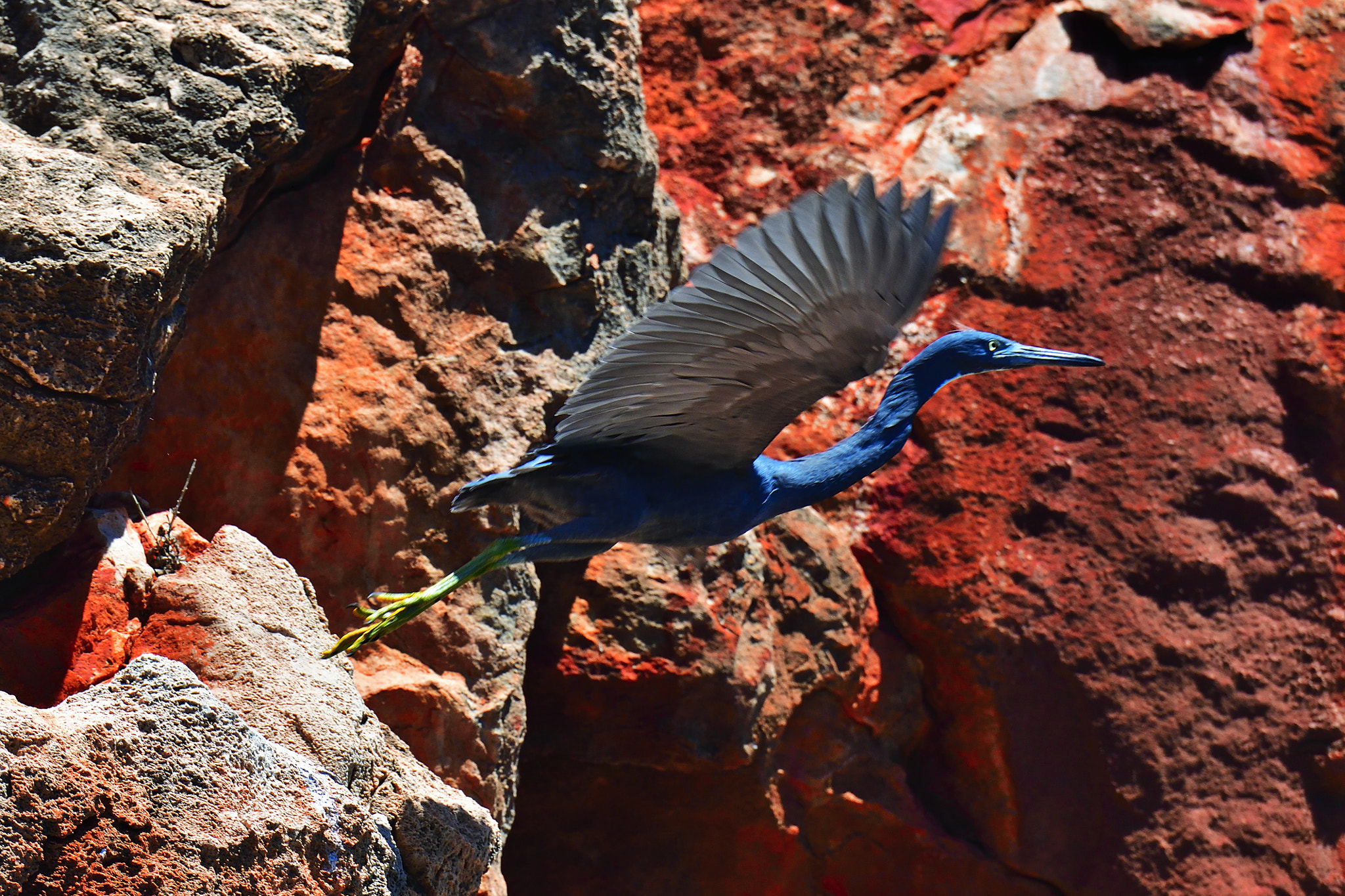 Nikon D5 sample photo. Through photography
