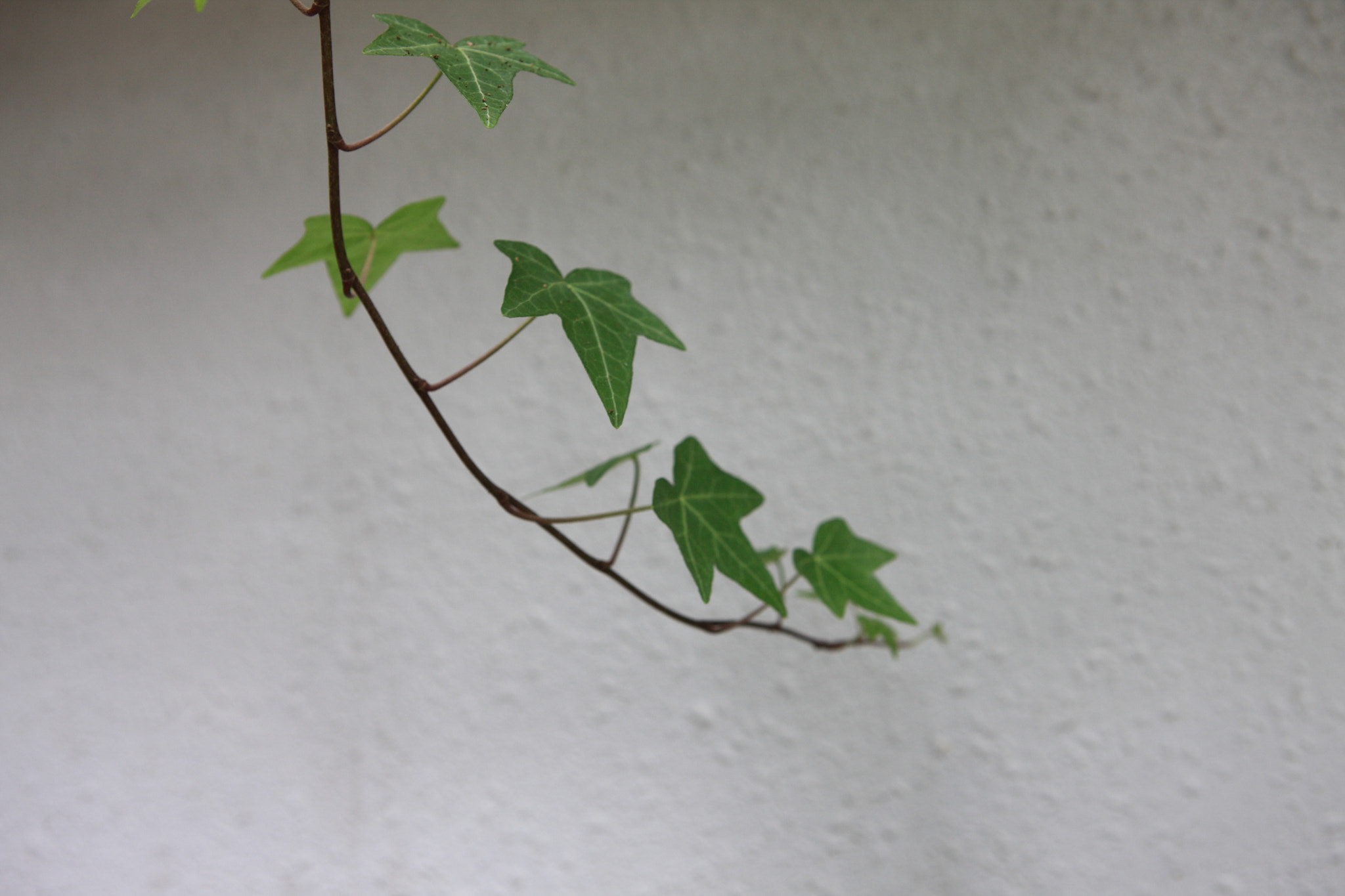 Canon EOS-1Ds Mark III sample photo. Wall photography