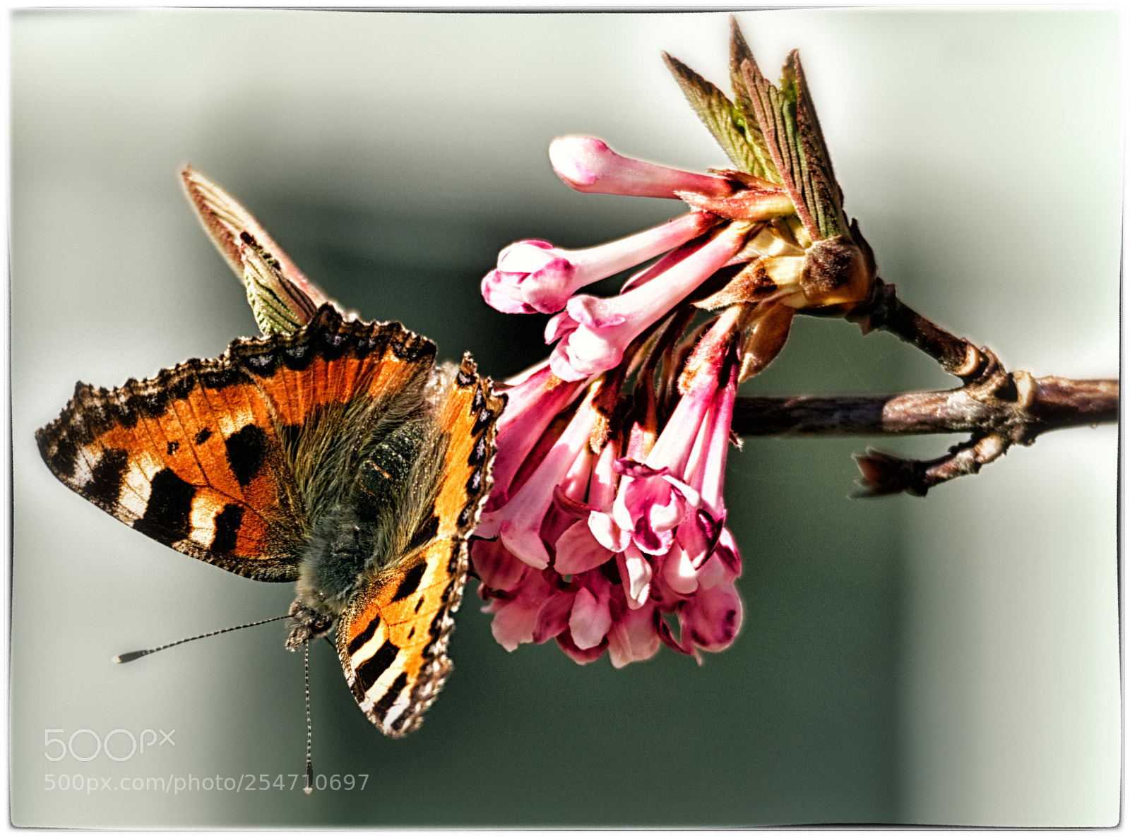 Olympus OM-D E-M5 II sample photo. Spring at last photography