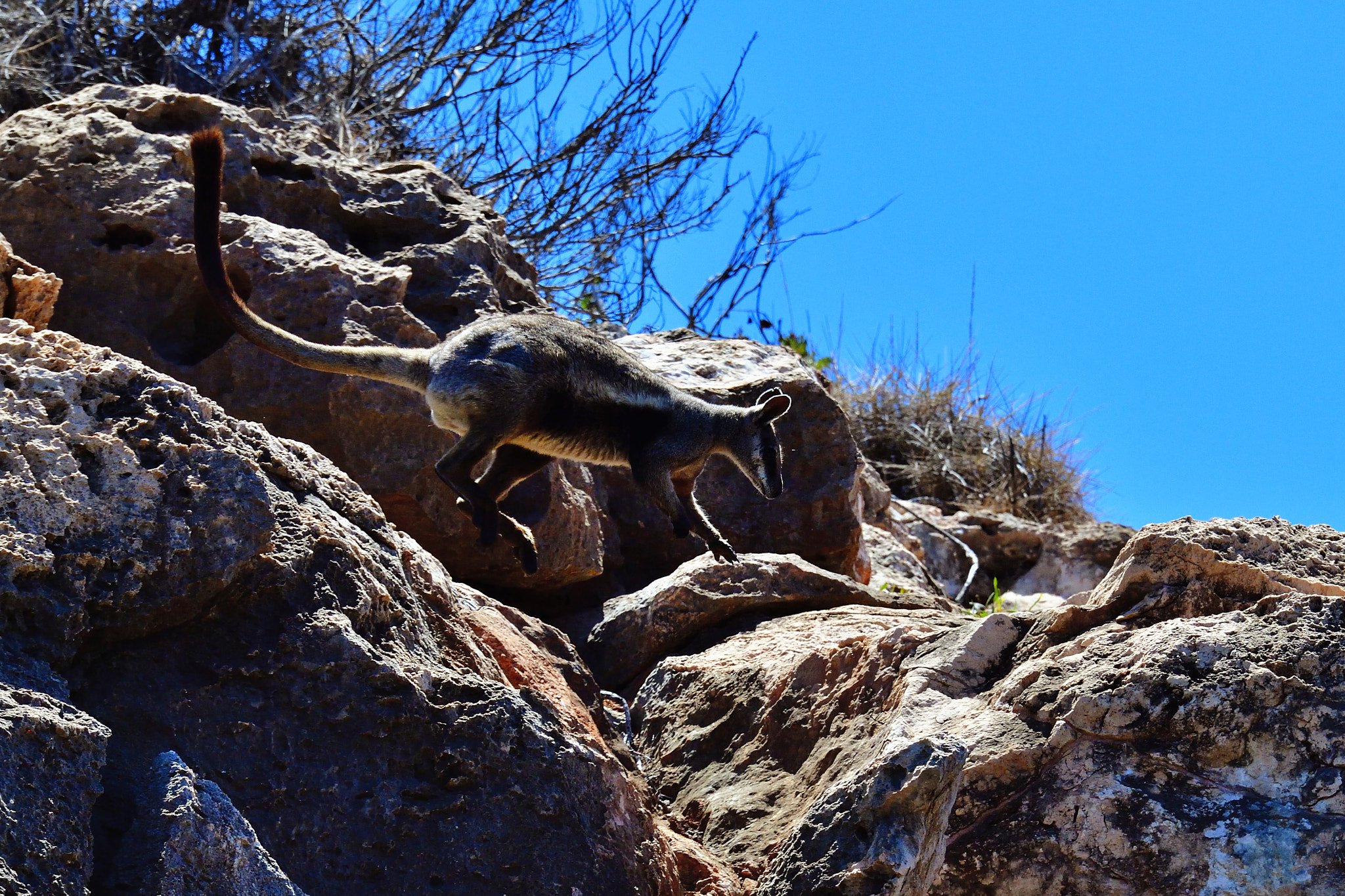 Nikon D5 sample photo. Fly photography