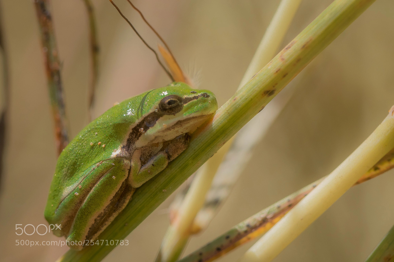 Canon EOS 80D sample photo. Nap photography