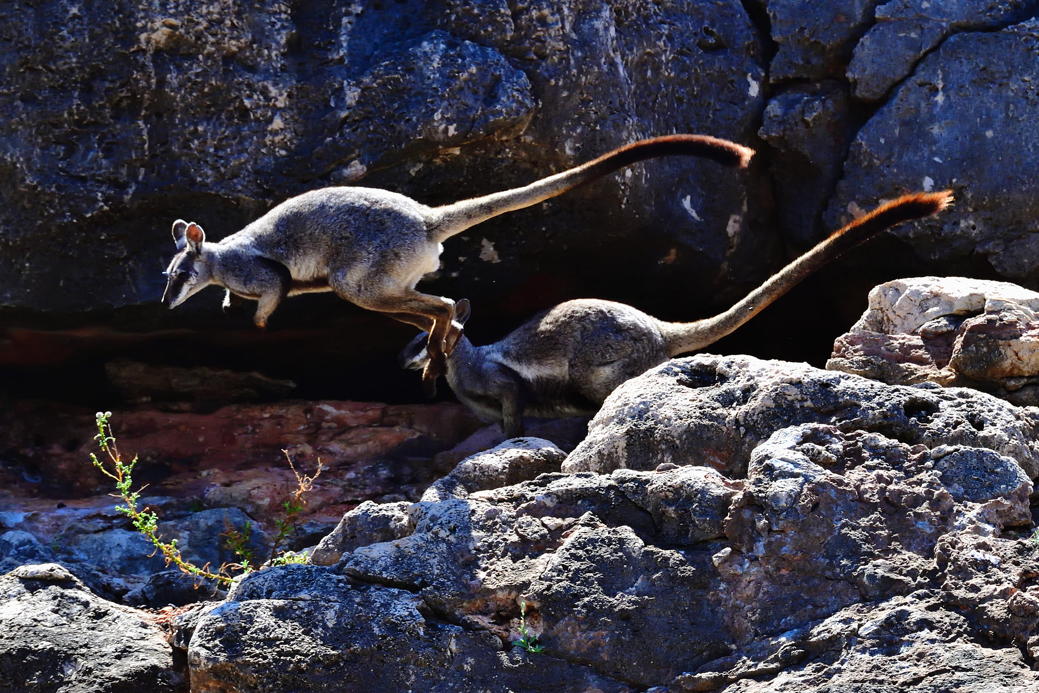 Nikon D5 sample photo. Let's jump photography