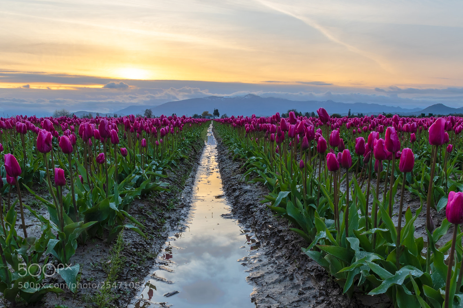 Nikon D500 sample photo. Skagit valley tulips after photography