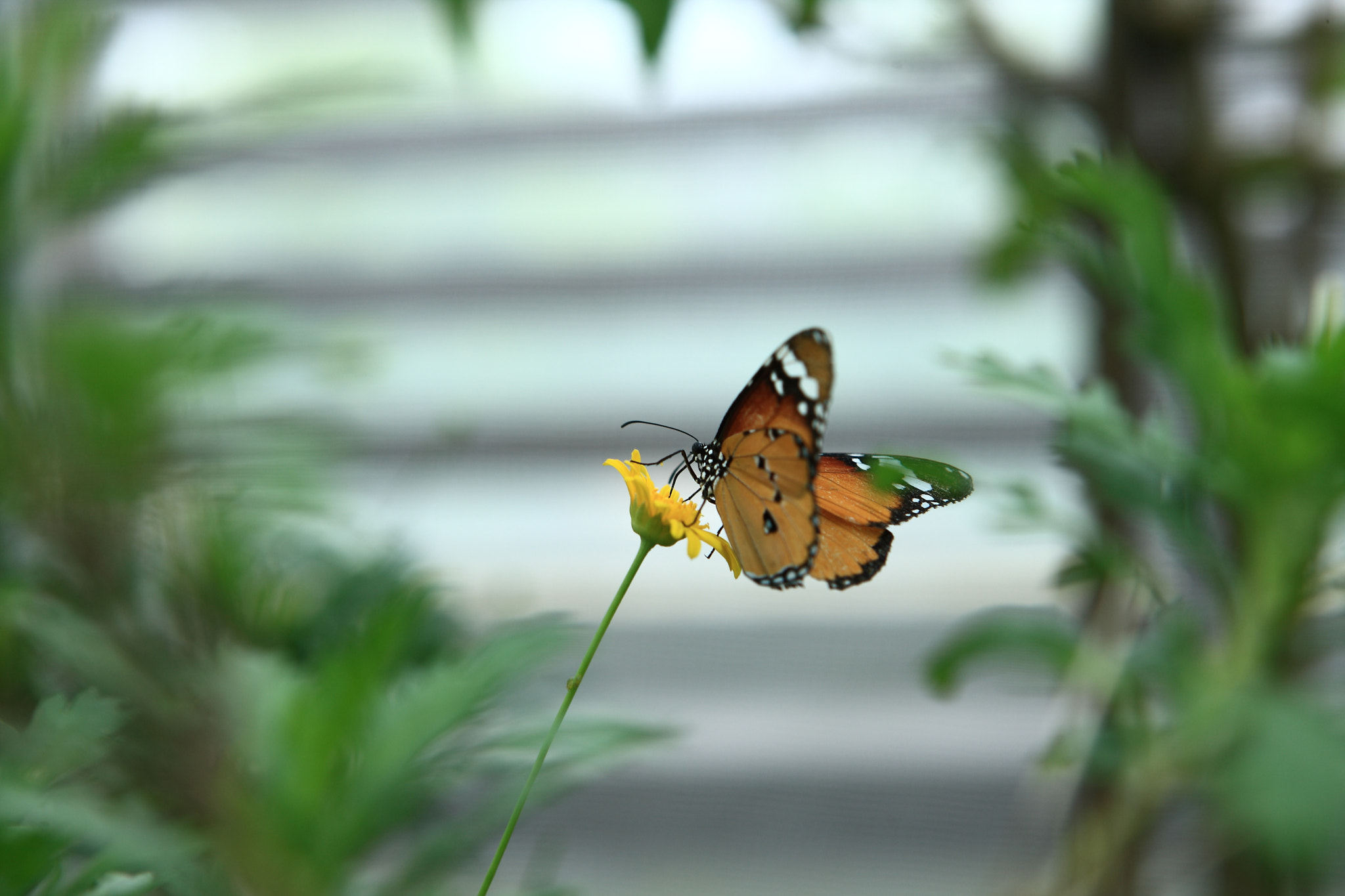 Canon EOS-1Ds Mark III sample photo. Butterfly on the yellow flower photography