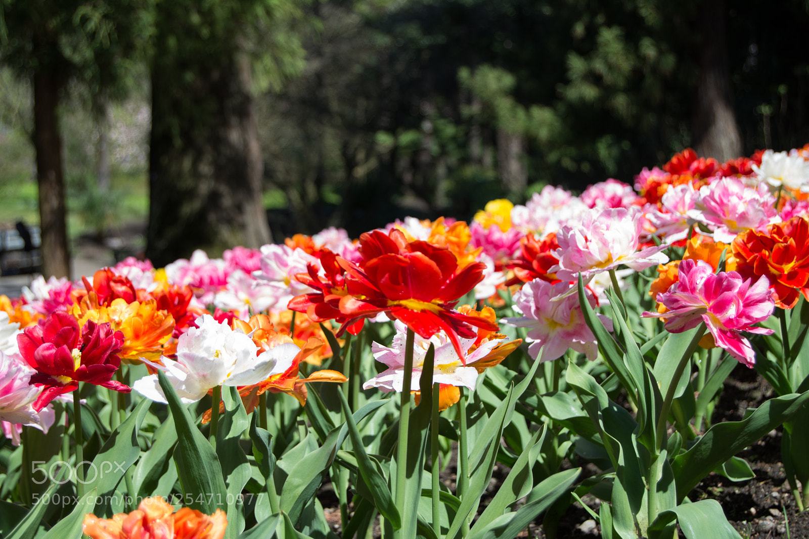 Nikon D5200 sample photo. Villa taranto photography