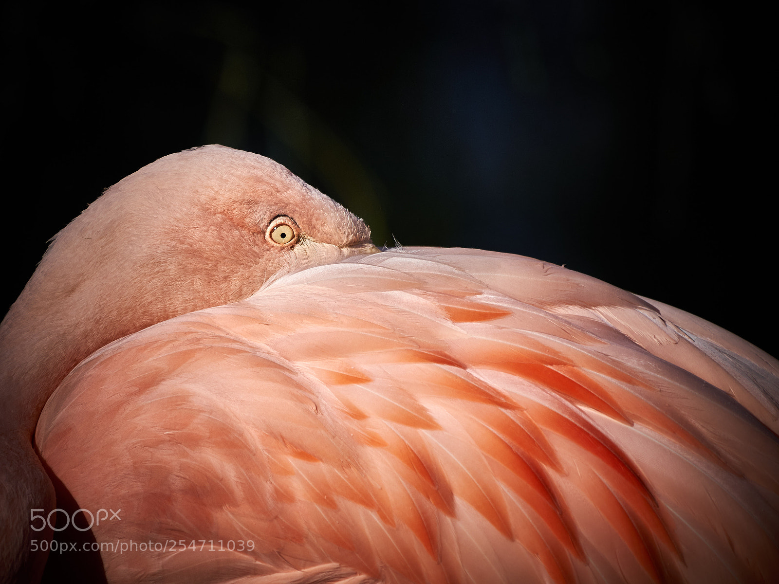 Olympus OM-D E-M1 sample photo. Flamingo photography