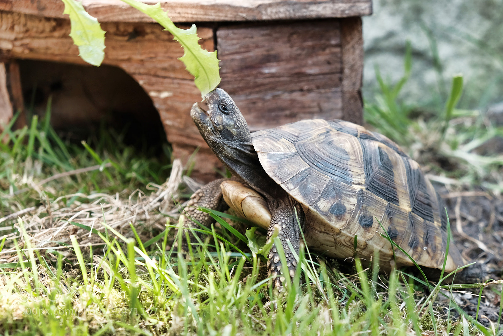 Fujifilm X-Pro2 sample photo. Turtle photography