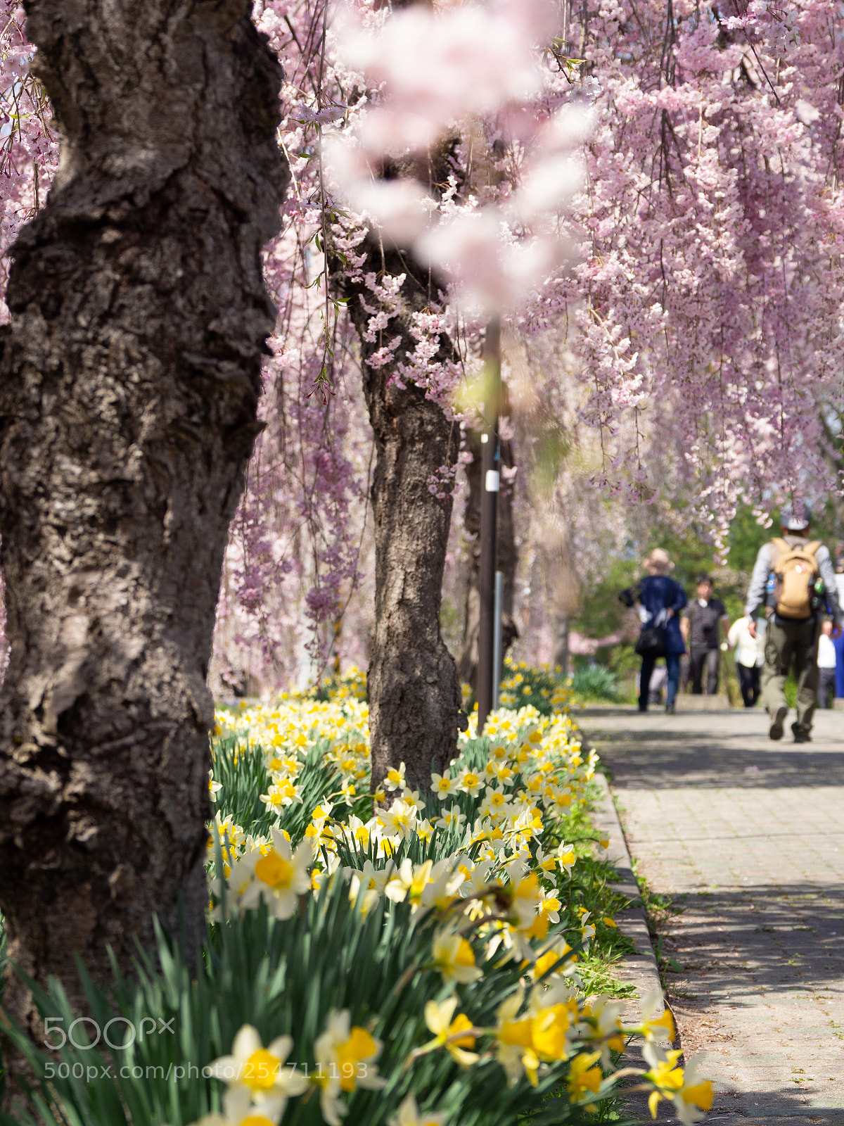 Olympus OM-D E-M10 II sample photo. Path of sakura trees photography