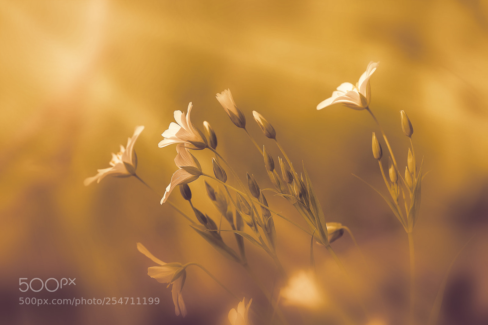 Canon EOS 80D sample photo. Flower photography