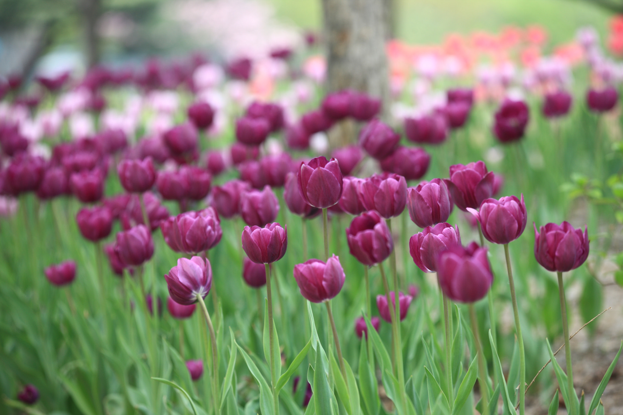 Canon EF 80-200mm f/2.8L sample photo. Tulips photography