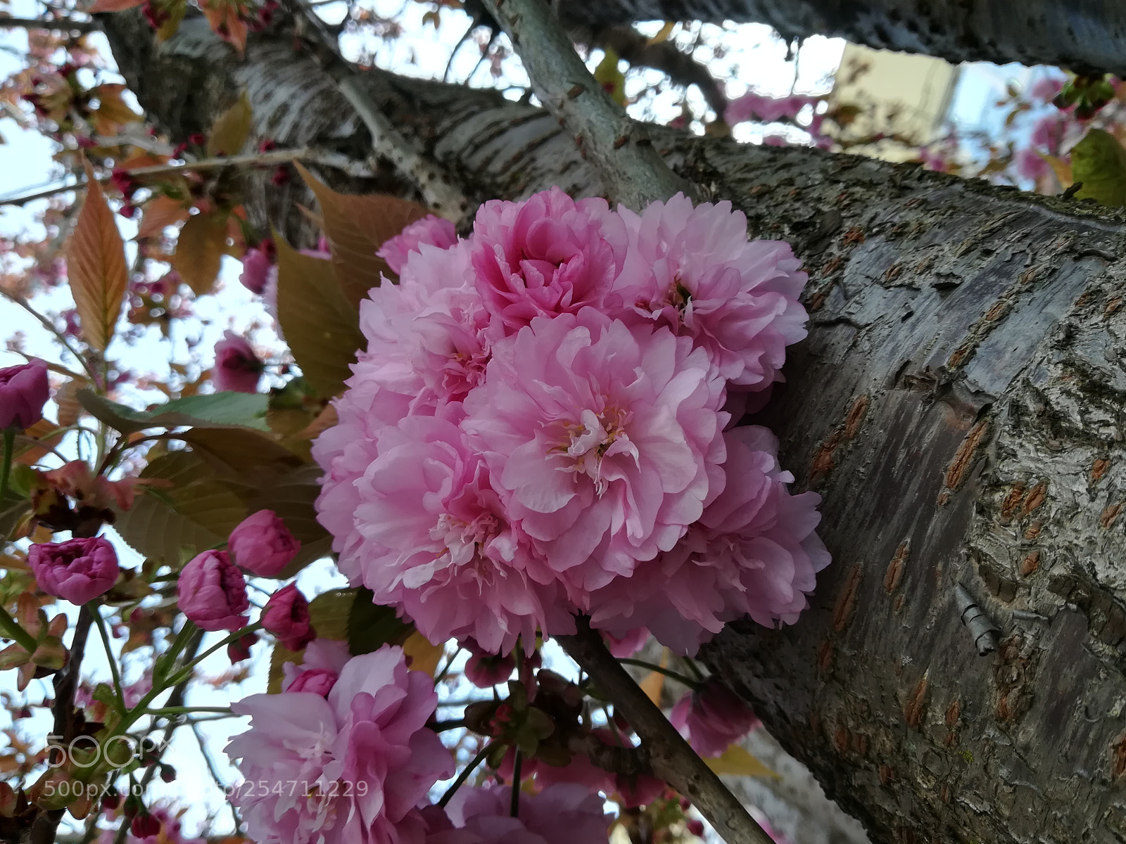 HUAWEI PRA-LX1 sample photo. Blooming photography