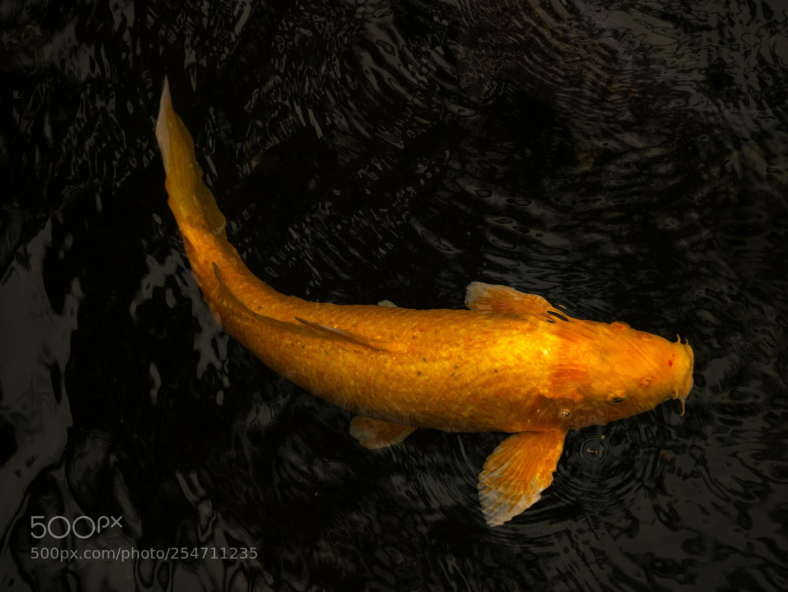 Panasonic Lumix DMC-G85 (Lumix DMC-G80) sample photo. Gold koi photography