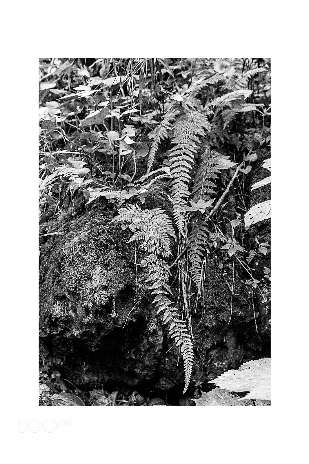Canon EOS 70D sample photo. Fern photography