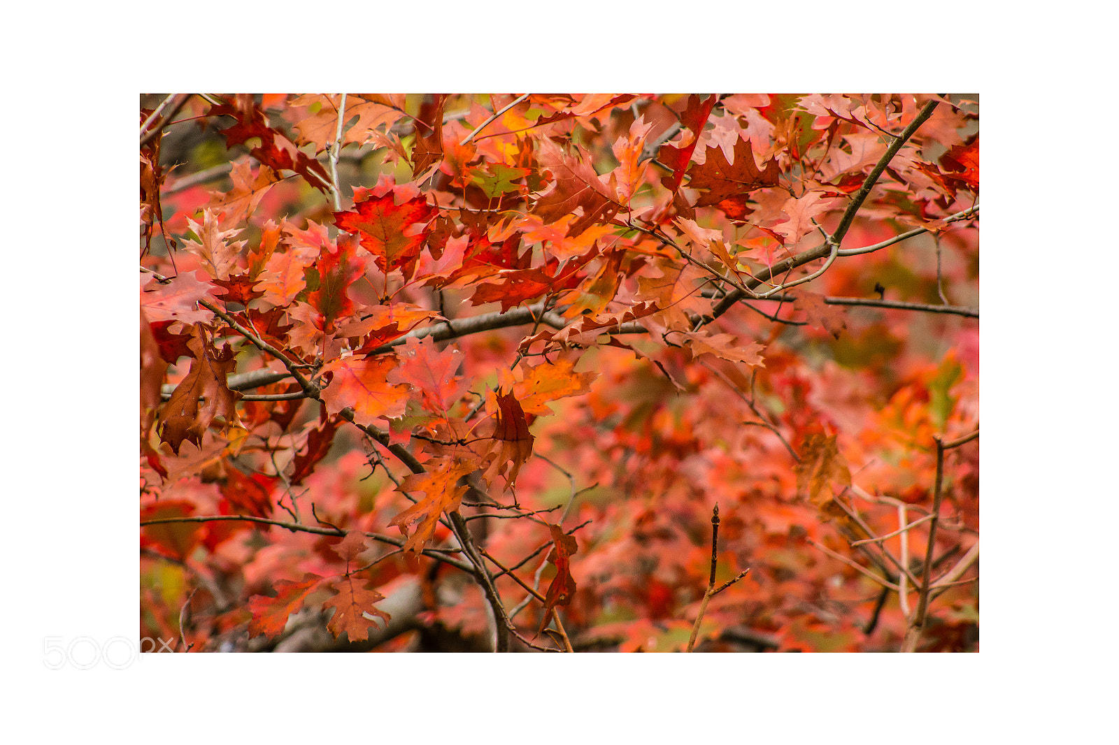 Canon EOS 70D sample photo. Untitled photography