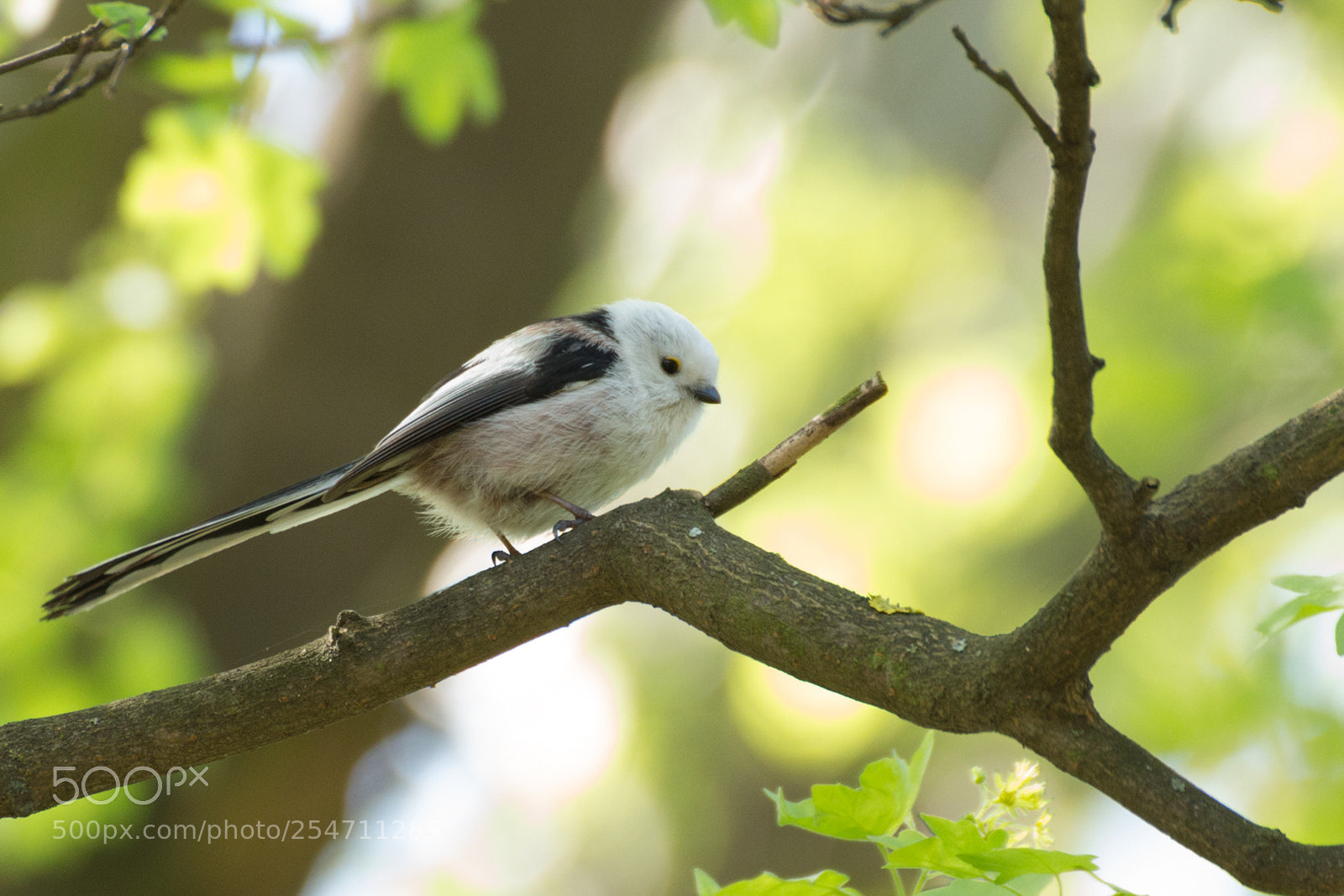 Canon EOS 650D (EOS Rebel T4i / EOS Kiss X6i) sample photo. Long-tailed tit in a photography