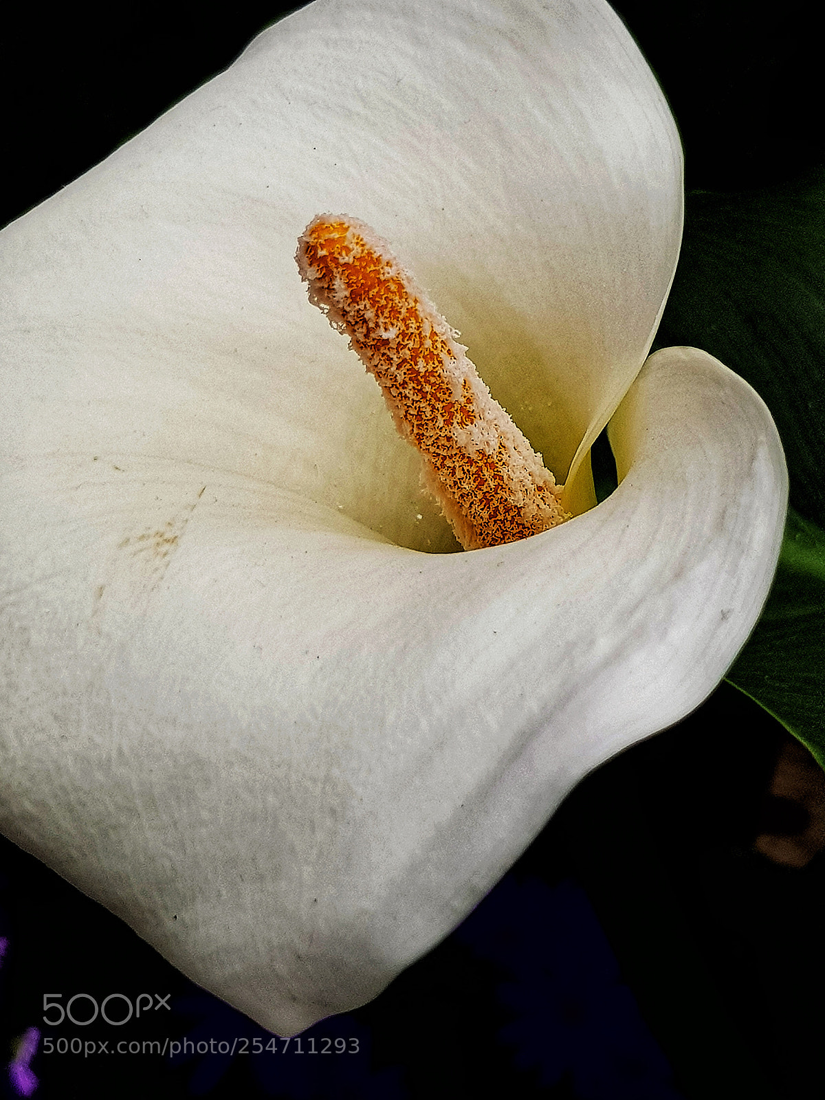 Samsung Galaxy S8 sample photo. Calla lily photography