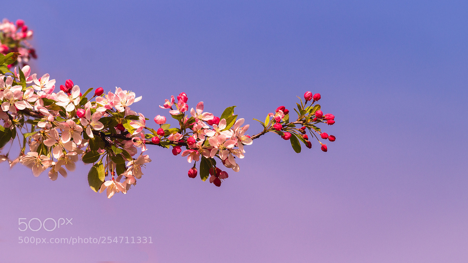 Sony SLT-A58 sample photo. Sunset blossom photography