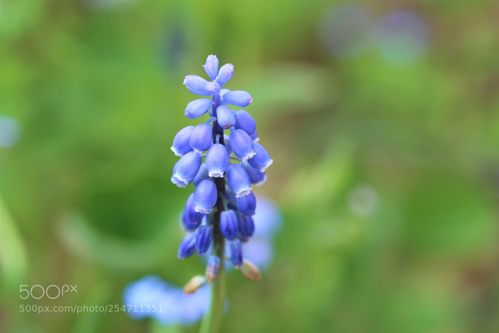 Canon EOS 1200D (EOS Rebel T5 / EOS Kiss X70 / EOS Hi) sample photo. Nature photography