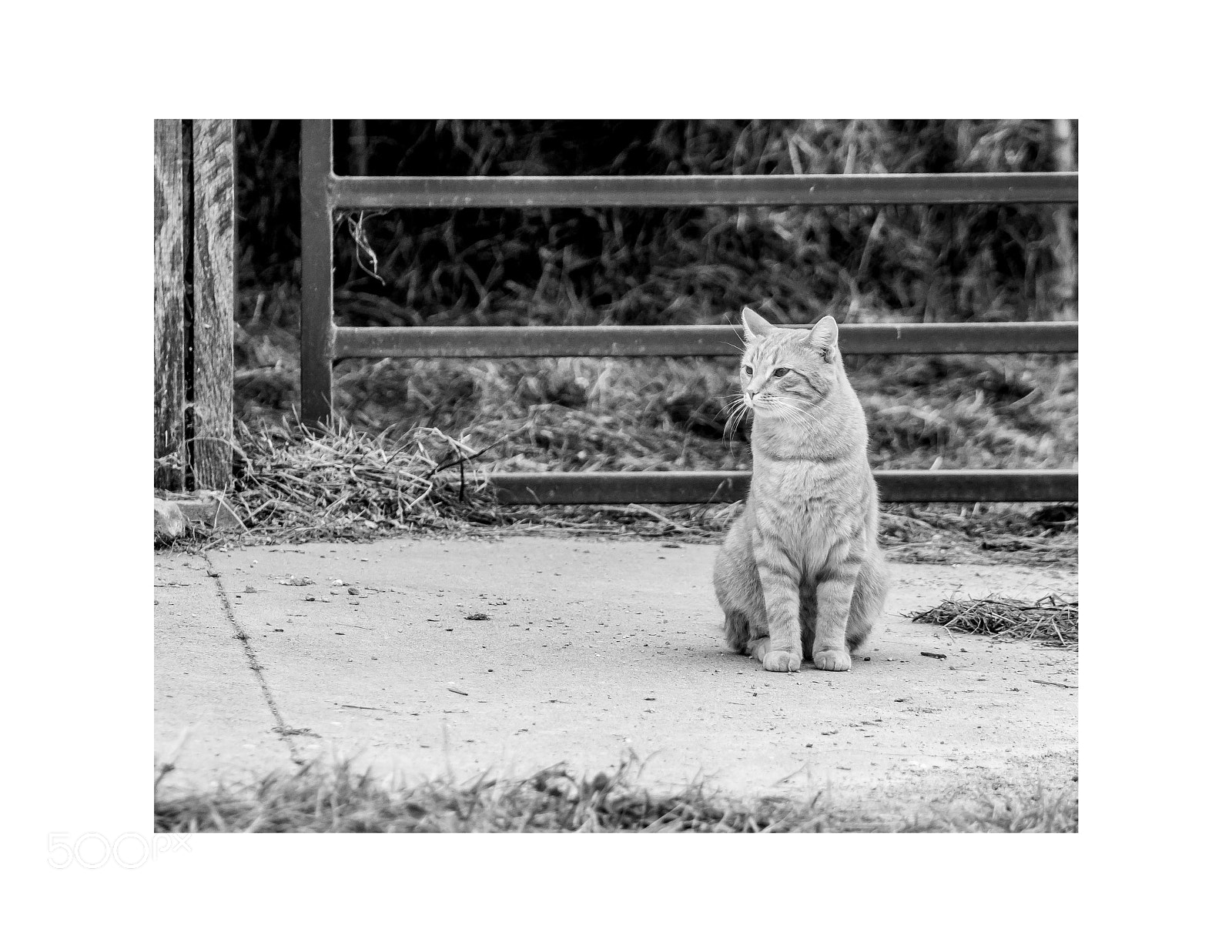 Canon EOS 70D sample photo. Cat photography