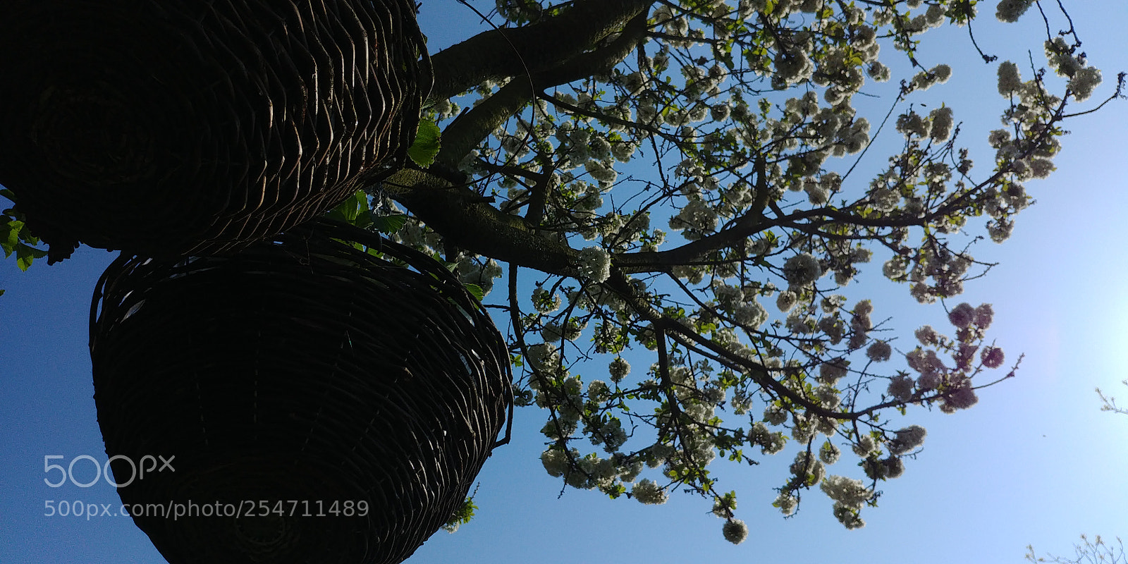 LG G6 sample photo. Hangingbasket ground photography