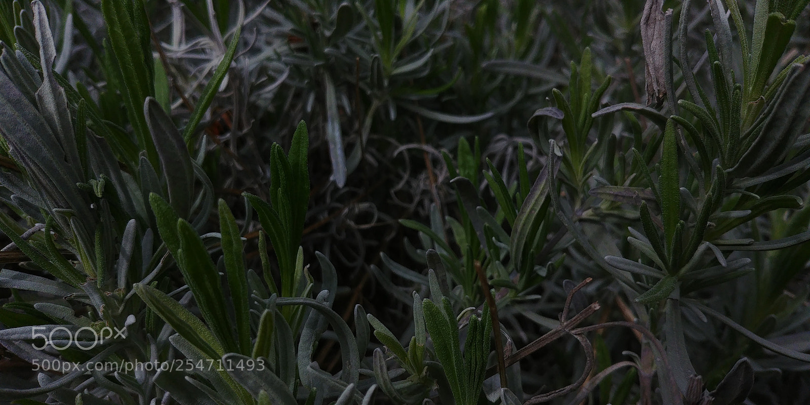 LG G6 sample photo. Lavendarpopulation foregroundfocus photography