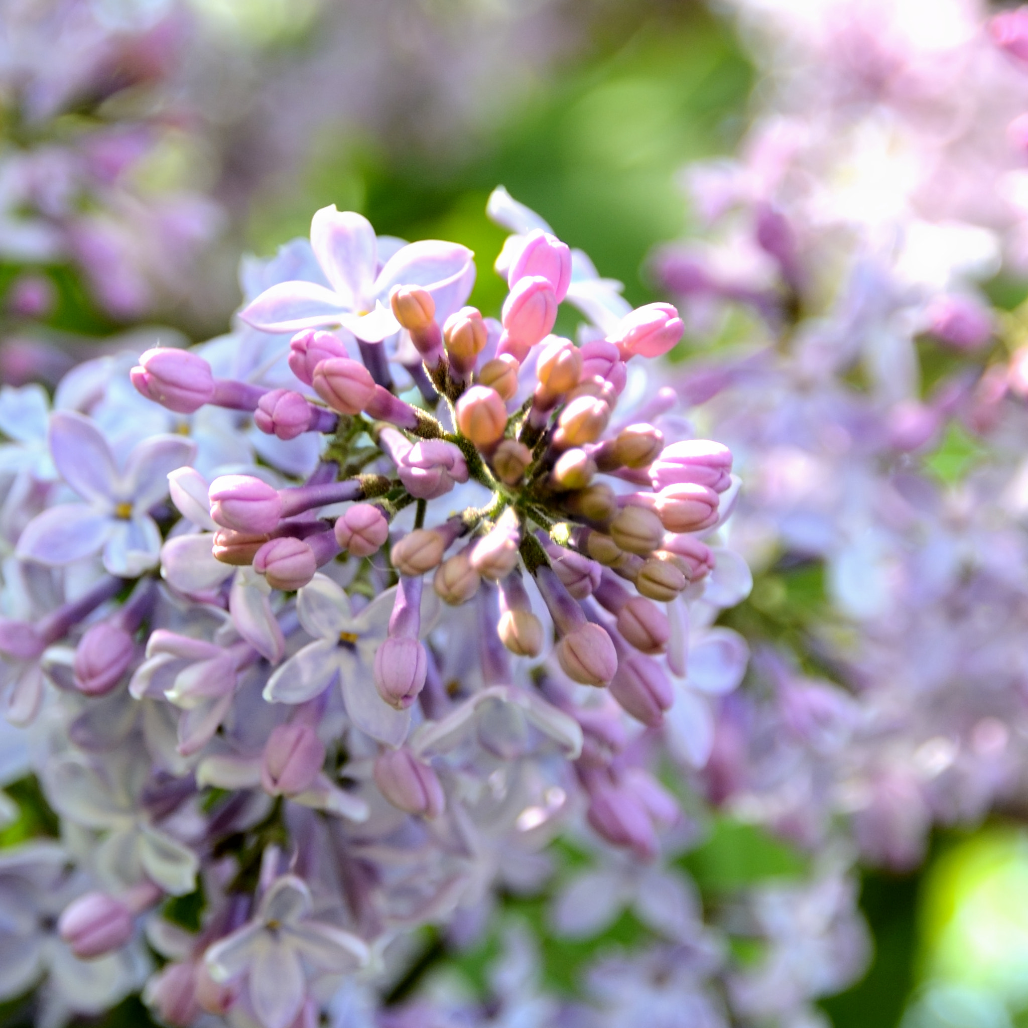 Nikon D7100 sample photo. Blooming elder bush close-up photography