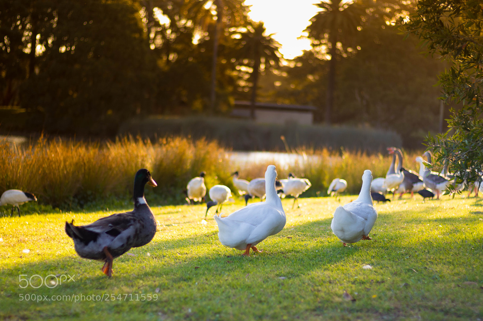 Canon EOS 800D (EOS Rebel T7i / EOS Kiss X9i) sample photo. Duck photography