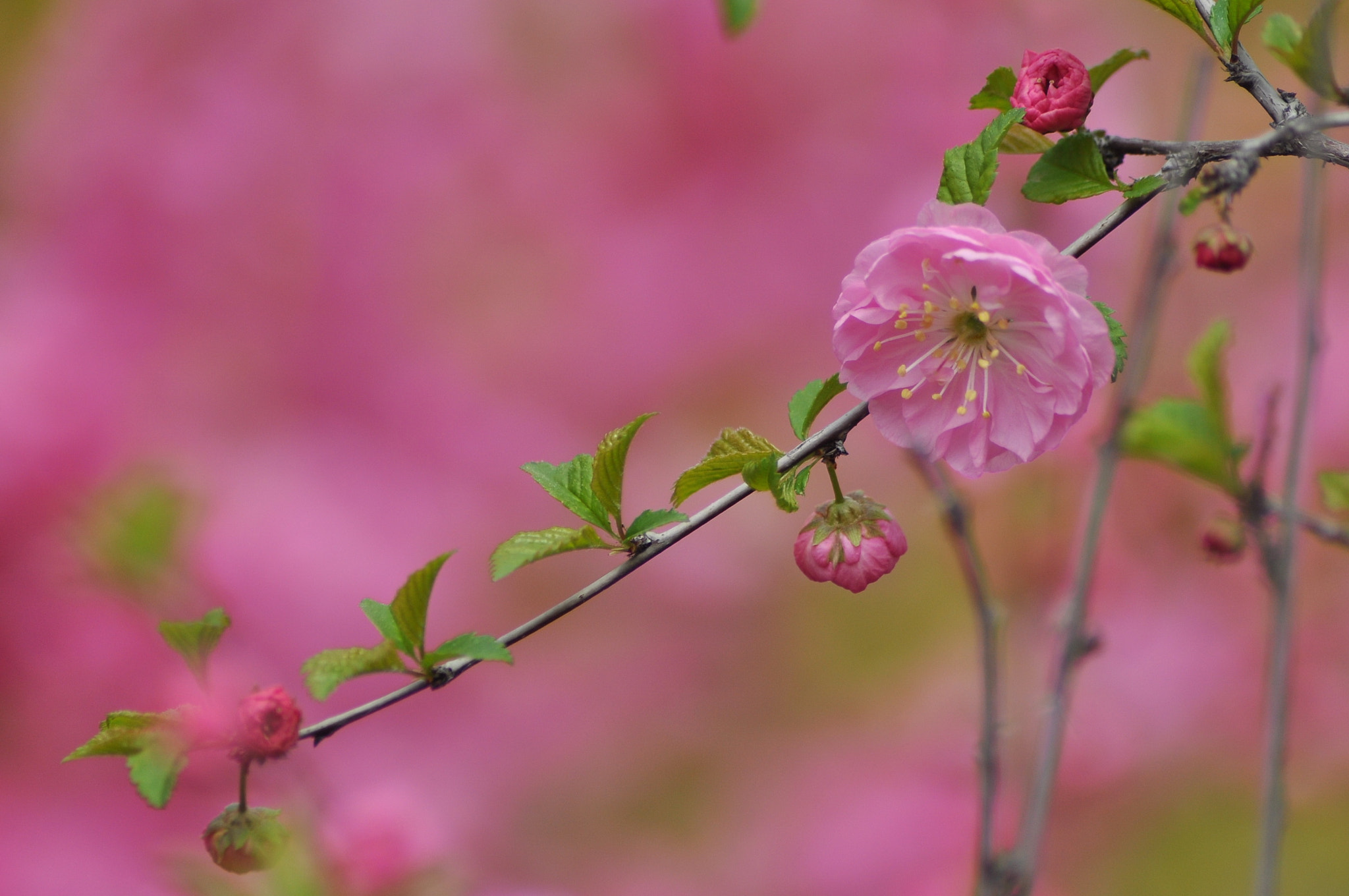 Nikon AF Nikkor 70-300mm F4-5.6G sample photo. ＊＊＊ photography