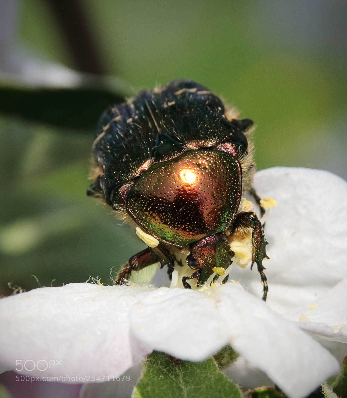 Canon EOS 80D sample photo. Rosenkäfer beim essen photography