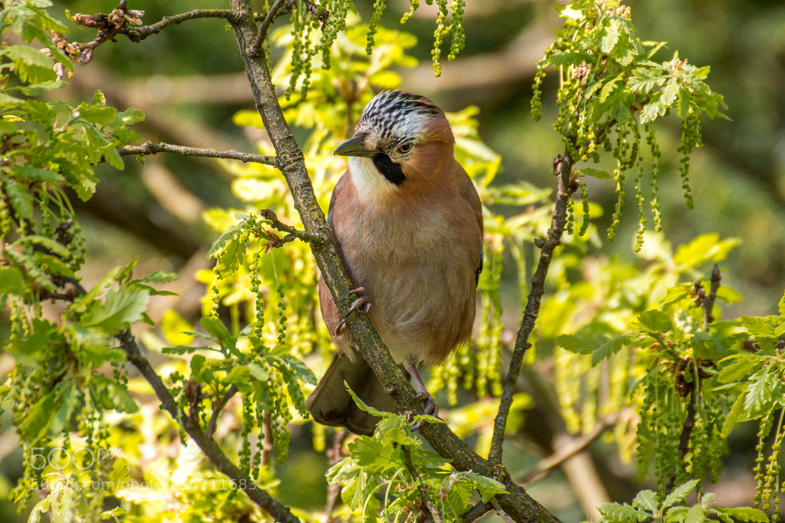 Canon EOS 650D (EOS Rebel T4i / EOS Kiss X6i) sample photo. Jay in the tree photography