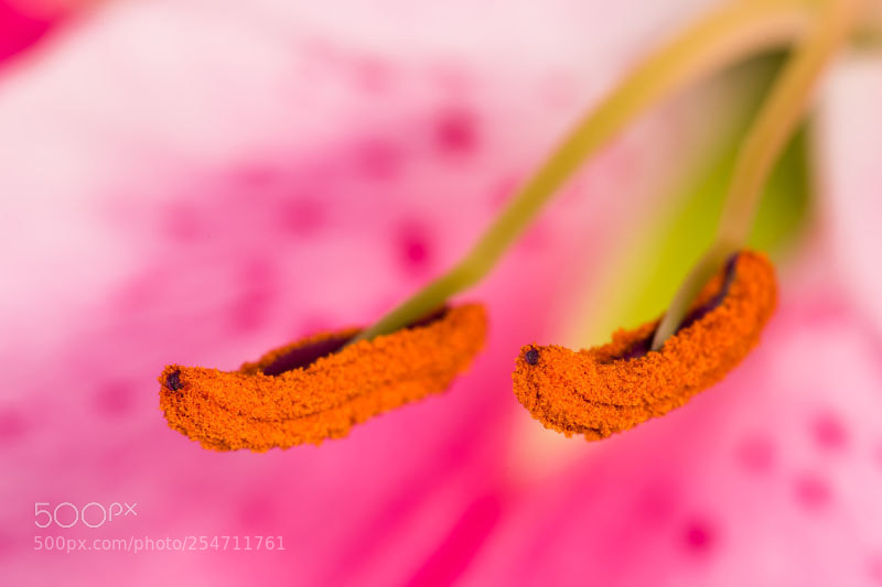 Nikon D810 sample photo. Untitled photography