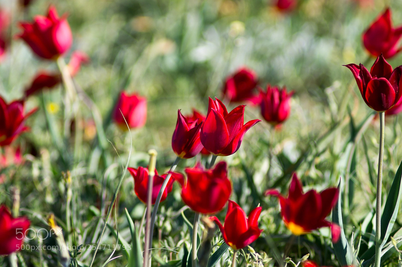 Canon EOS 1100D (EOS Rebel T3 / EOS Kiss X50) sample photo. Wild tulips photography