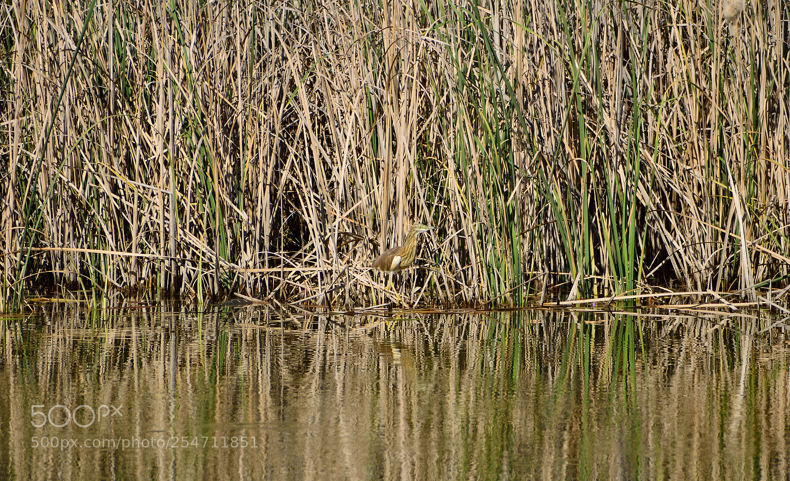 Nikon D3300 sample photo. Squacco heron. photography
