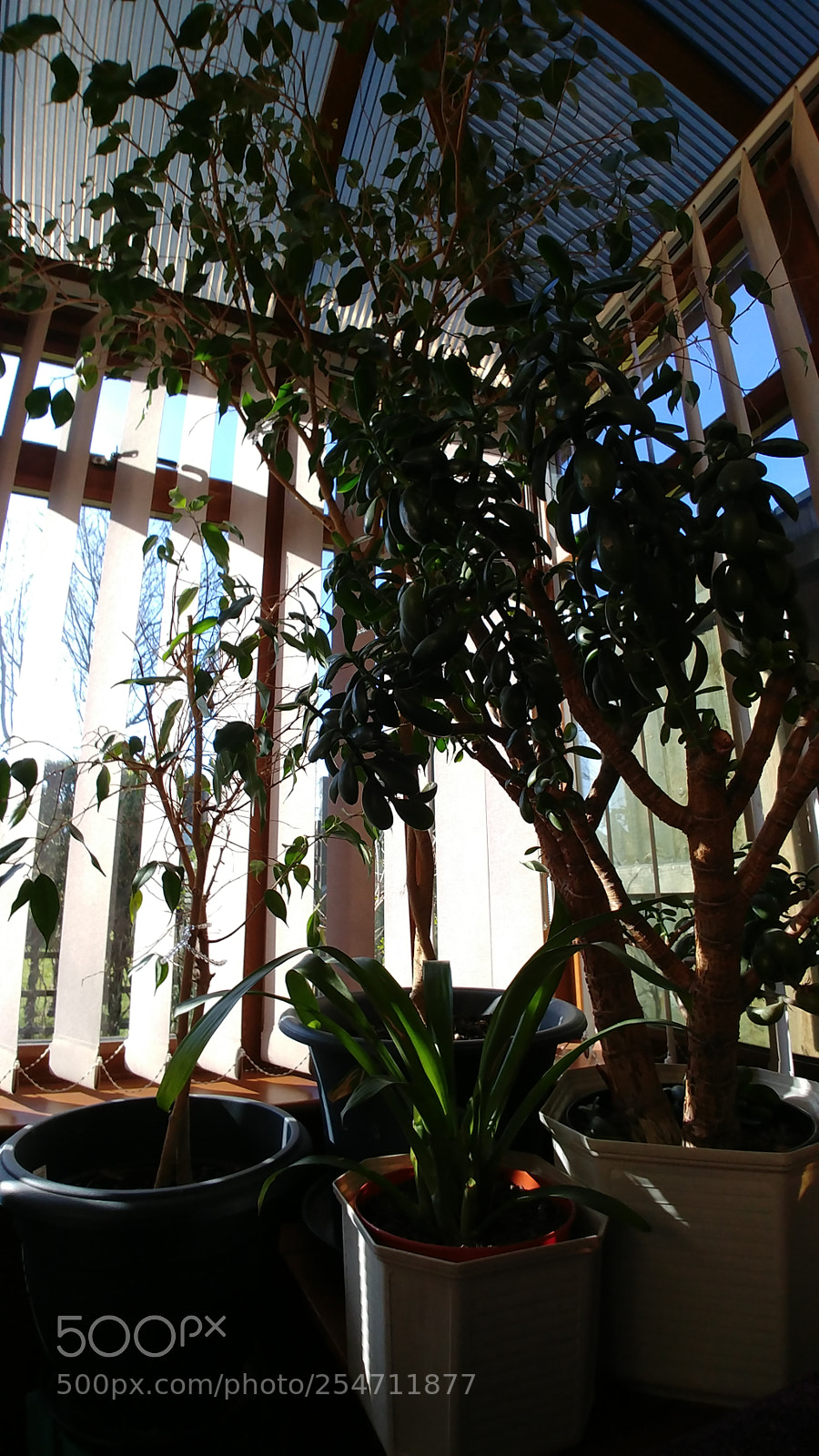 LG G6 sample photo. Plantcollection photography