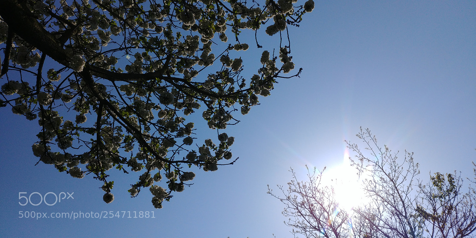LG G6 sample photo. Sunshine photography