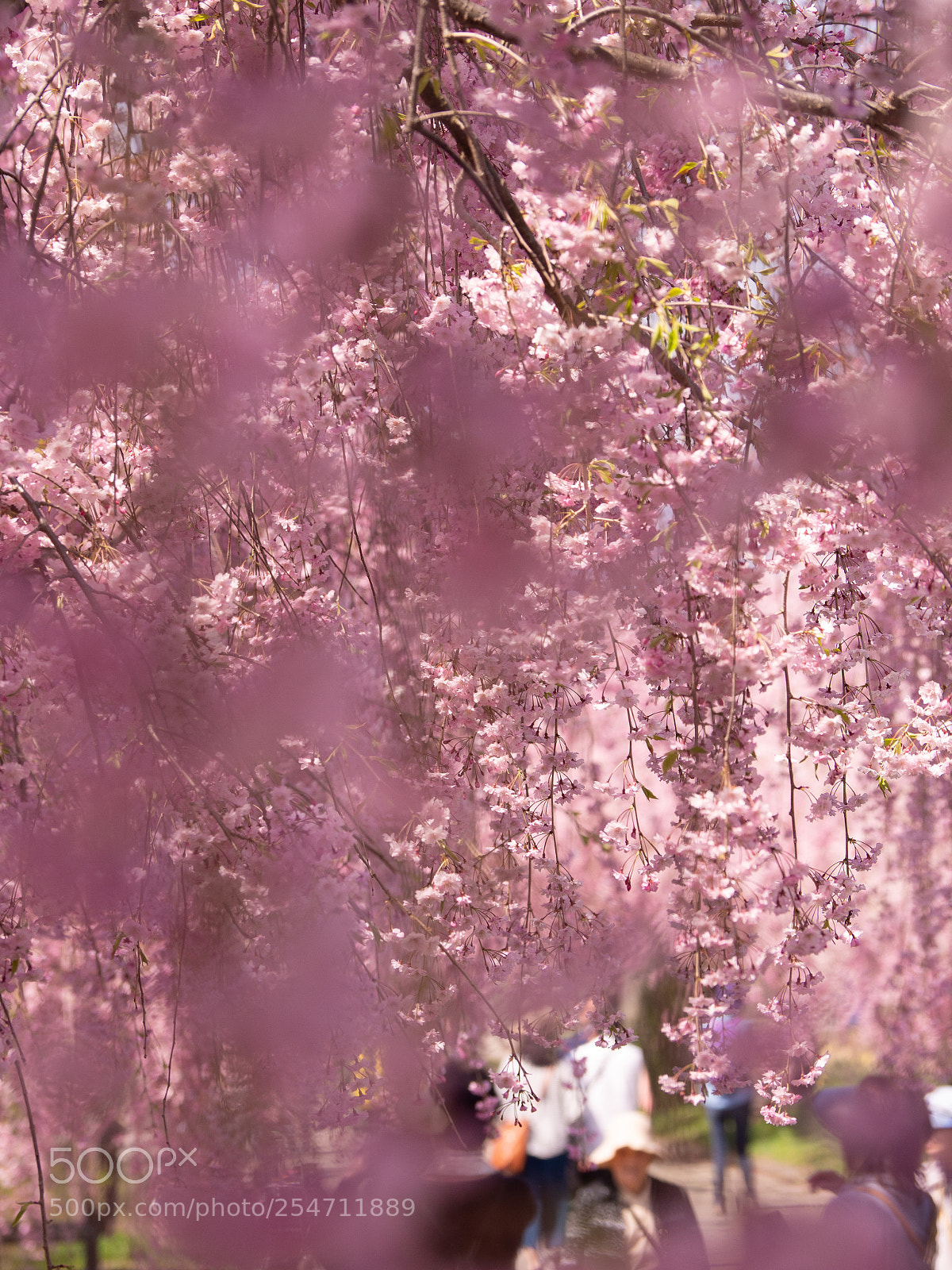 Olympus OM-D E-M10 II sample photo. Sakura tunnel photography